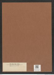 Diatomeae indet. Zeichnungen Sammlung Grunow Mappe 04982 (Herbarium_W_Grunow_drawings_Folder_04982)